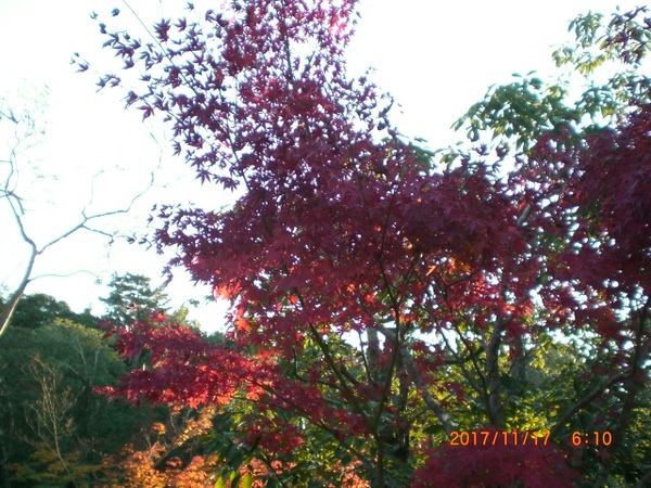 2017-11-17 06.10.34.jpg